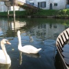 Le Marais poitevin. © Michèle Villemur