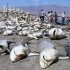 Résultat d'une tournée de pêche aux requins. DR