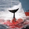 Un navire japonais essaie de tirer hors de l'eau une baleine. DR
