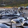 En janvier 2012, une centaine de cétacés se sont échoués sur les plages de Nouvelle Zélande. D
