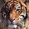 le capital sympathie du tigre est sans pareil et permet de récolter la majorité des fonds. DR