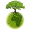 arbre