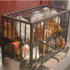 poules