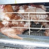 Les conditions de vie des poules pondeuses en France. Crédit photo : L214 - Éthique & animaux