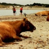 Ces vaches corses montrent une nette préférence pour un lieu de couchage meuble et confortable, la majorité de leur congénères ne dispose pas d'un tel confort. Crédit photo : http://www.flickr.com/people/luiginter