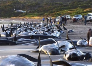 En janvier 2012, une centaine de cétacés se sont échoués sur les plages de Nouvelle Zélande. D