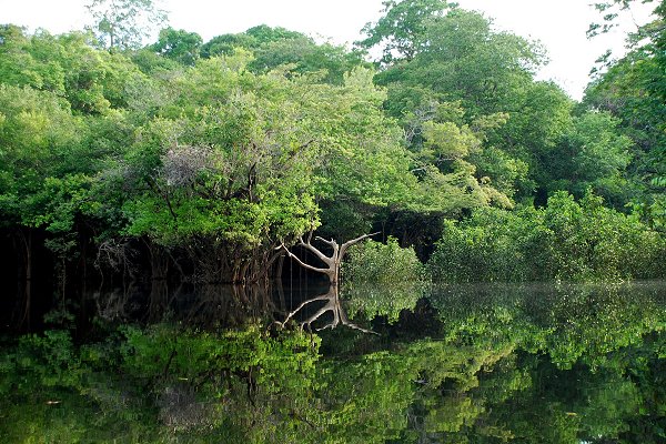 Forêt amazonienne, le poumon de la planète