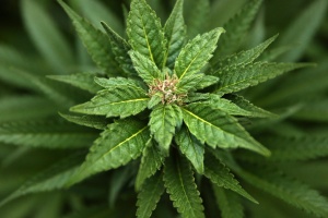 Regulating medical marijuana
