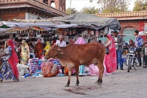 Vache au Sardar Bazar (marché de Jodhpur) - Crédit :  Jean-Pierre Dalbéra / Flickr CC