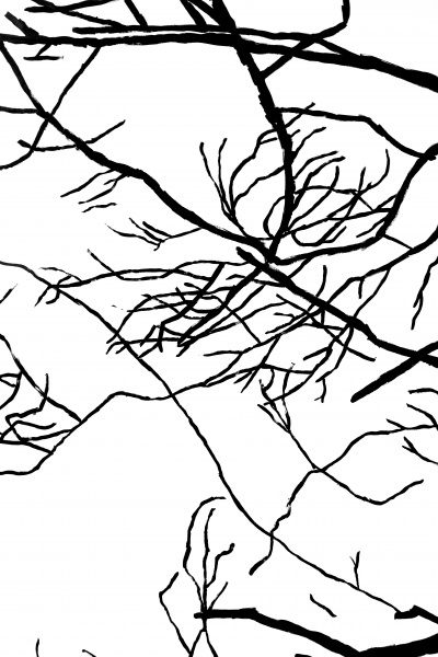 Branchages-UrsulaCaruel-2019- (5)