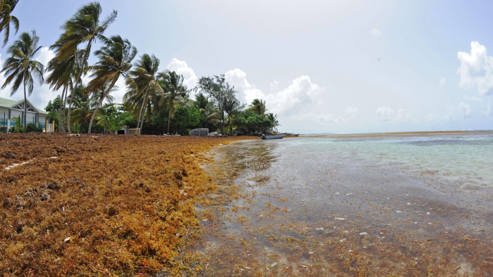 Deserade Guadeloupe : La Désirade paralysée par une marée de sargasses, les ...