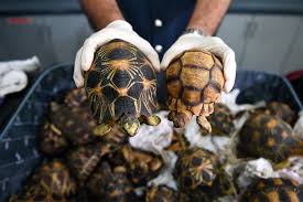 Madagascar : explosion inquiétante du trafic de tortues protégées
