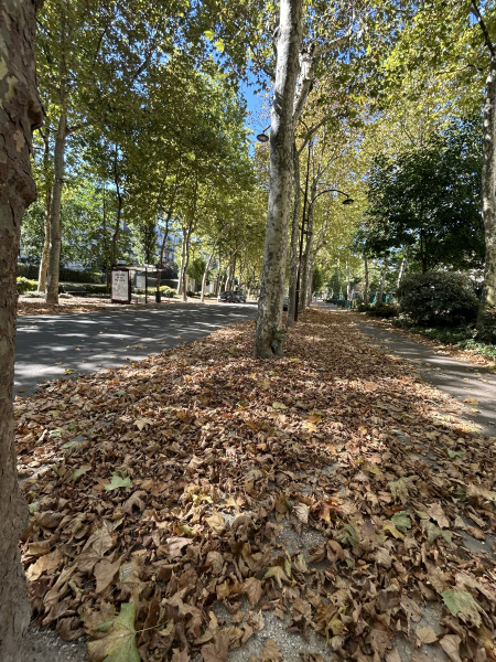 Mais pourquoi est-ce l'automne en plein été ? Les réponses de Cyril Bonnefoy