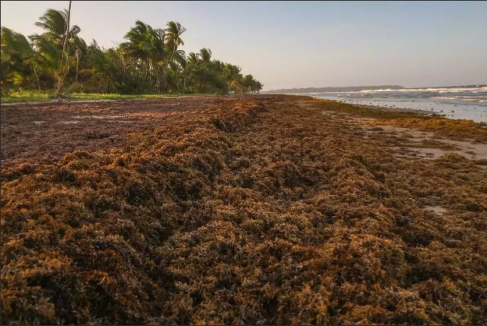 Sargasses : un recours collectif pour faire payer l’inaction
