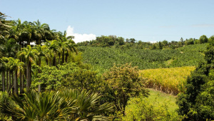 Chlordécone - un portail en ligne pour briser l’opacité