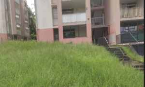 Martinique, Ducos : herbes folles, rats et poubelles, les locataires de la Cannaie à bout de patience
