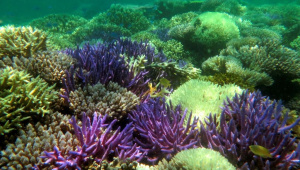 Outre-mer : les récifs ont leur Palme