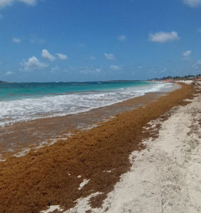 Saint-Martin également encerclée par les sargasses
