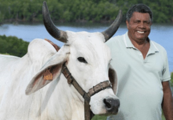 Et l'égérie du Salon international de l'agriculture 2026 sera... Biguine, cette belle Brahman martiniquaise, élevée par André Prosper