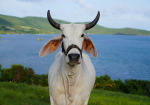 Biguine, vache martiniquaise égérie du Salon de l’agriculture : « moi, le président et tous les Français, je veux les rencontrer ! »