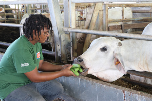 Biguine, vache martiniquaise égérie du Salon de l’agriculture : « moi, le président et tous les Français, je veux les rencontrer ! »