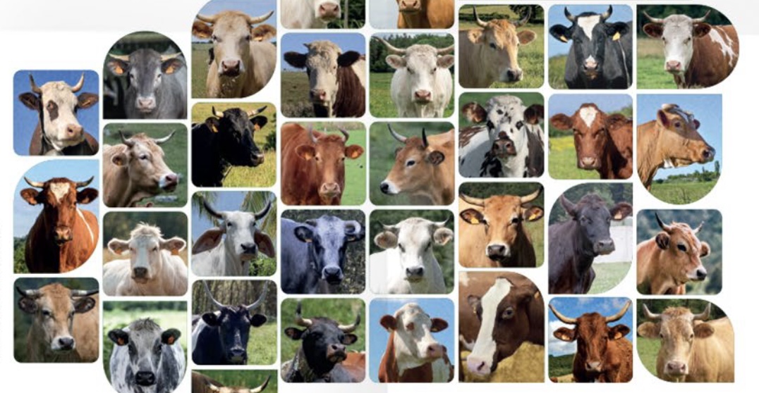 Soutenir nos paysans, c’est venir au Salon de l’agriculture nouvelle formule. L’édito de Michel Taube